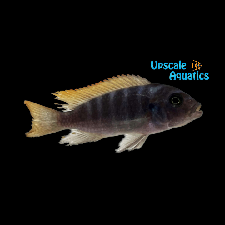 OB Mbenji Zebra (Metriaclima mbenji ob)