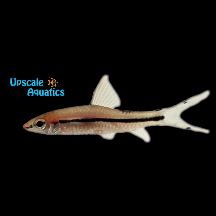 Longfin Roseline Shark (Sahyadria denisonii)