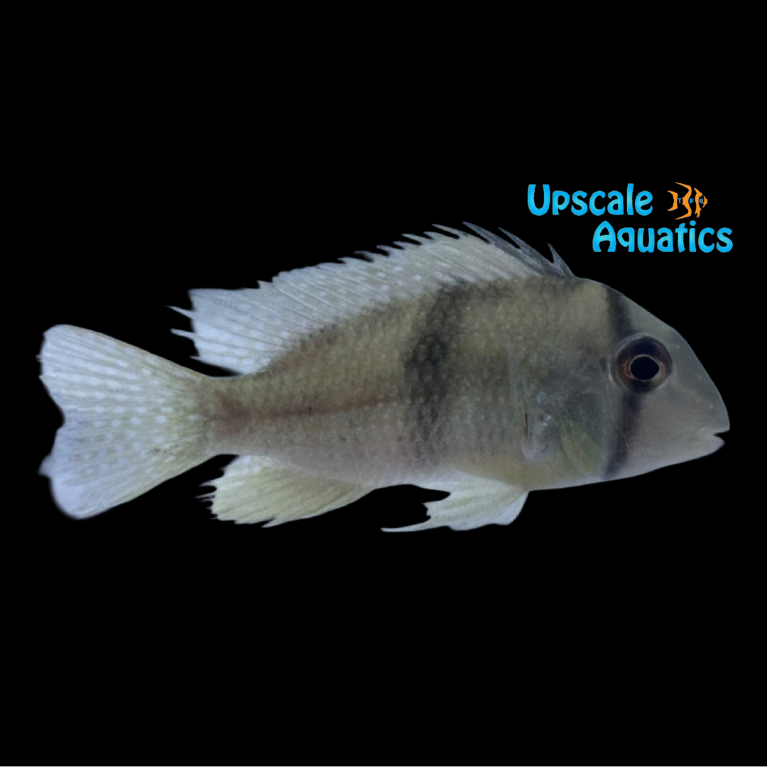 Venezuelan Bandit Cichlid (Guianacara stergiosi)