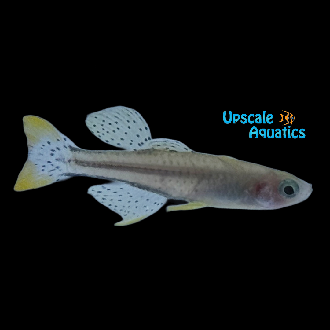 Gertrude's Rainbowfish 'Aru IV' (Pseudomugil gertrudae)