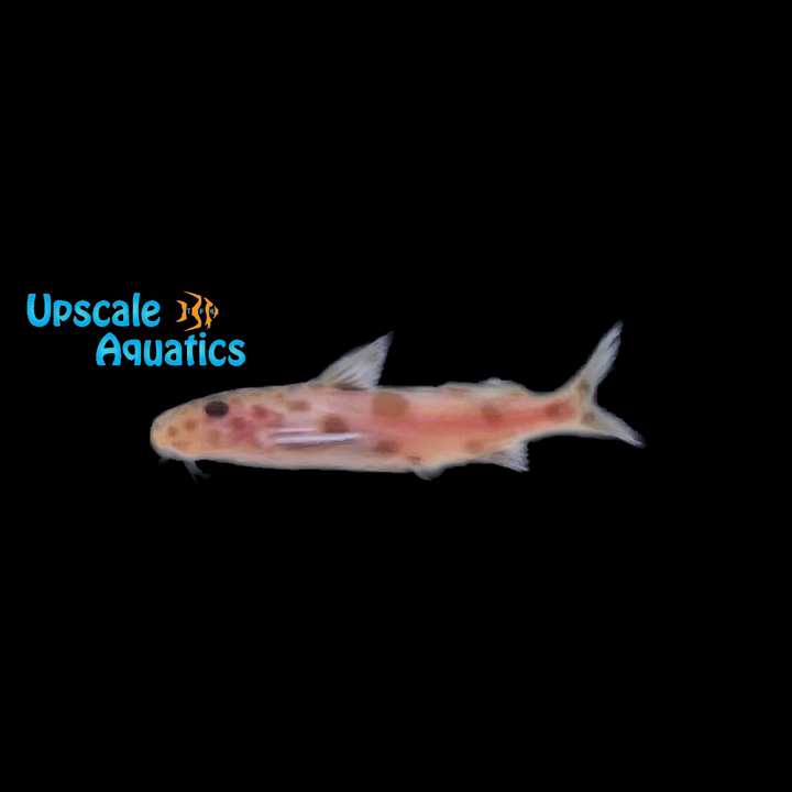 Pink Synodontis Petricola (Synodontis petricola pink)
