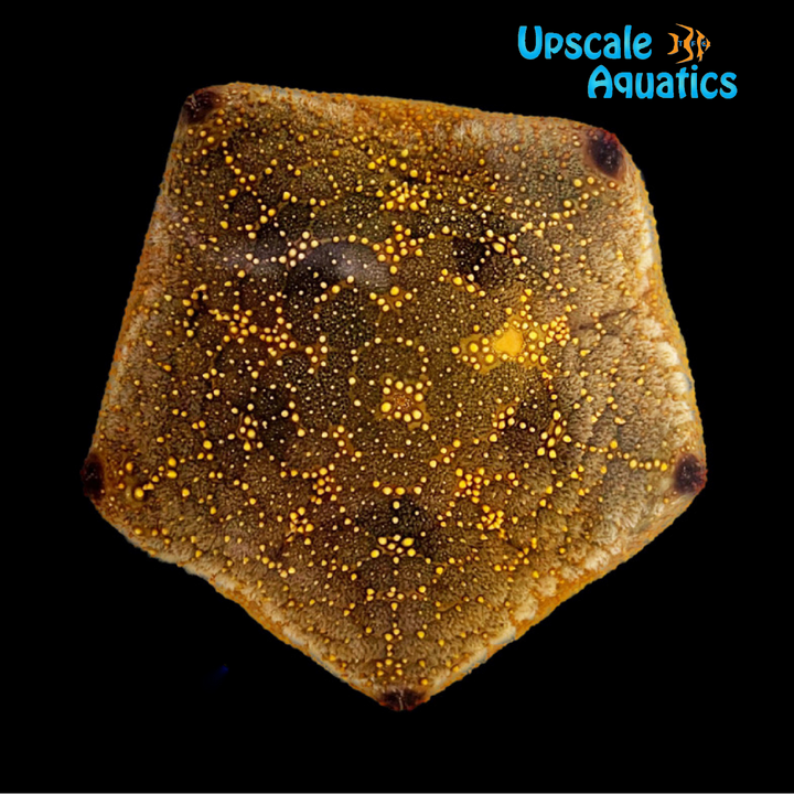 Pillow Starfish (Culcita novaeguineae)