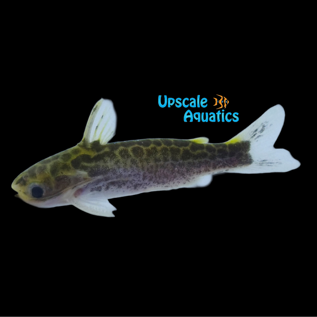 Yellow Honeycomb Wood Catfish (Duringlanis altae)