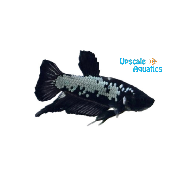 Black Samurai Plakat Betta - Male (Betta splendens)