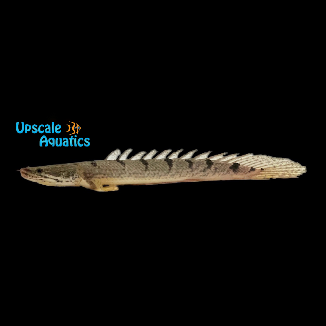 Barred Bichir (Polypterus delhezi)