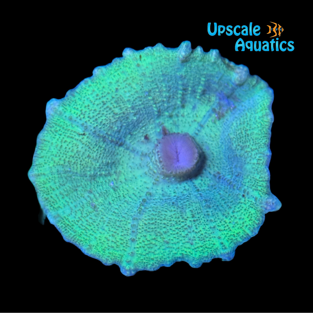 Ultra Tie-Dye Neglecta Mushroom (Discosoma neglecta)