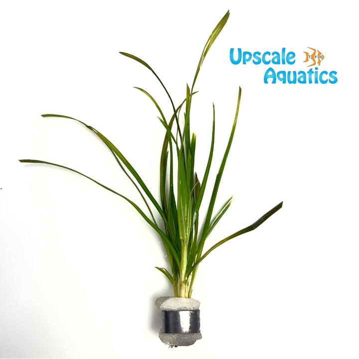Cyperus Helferi