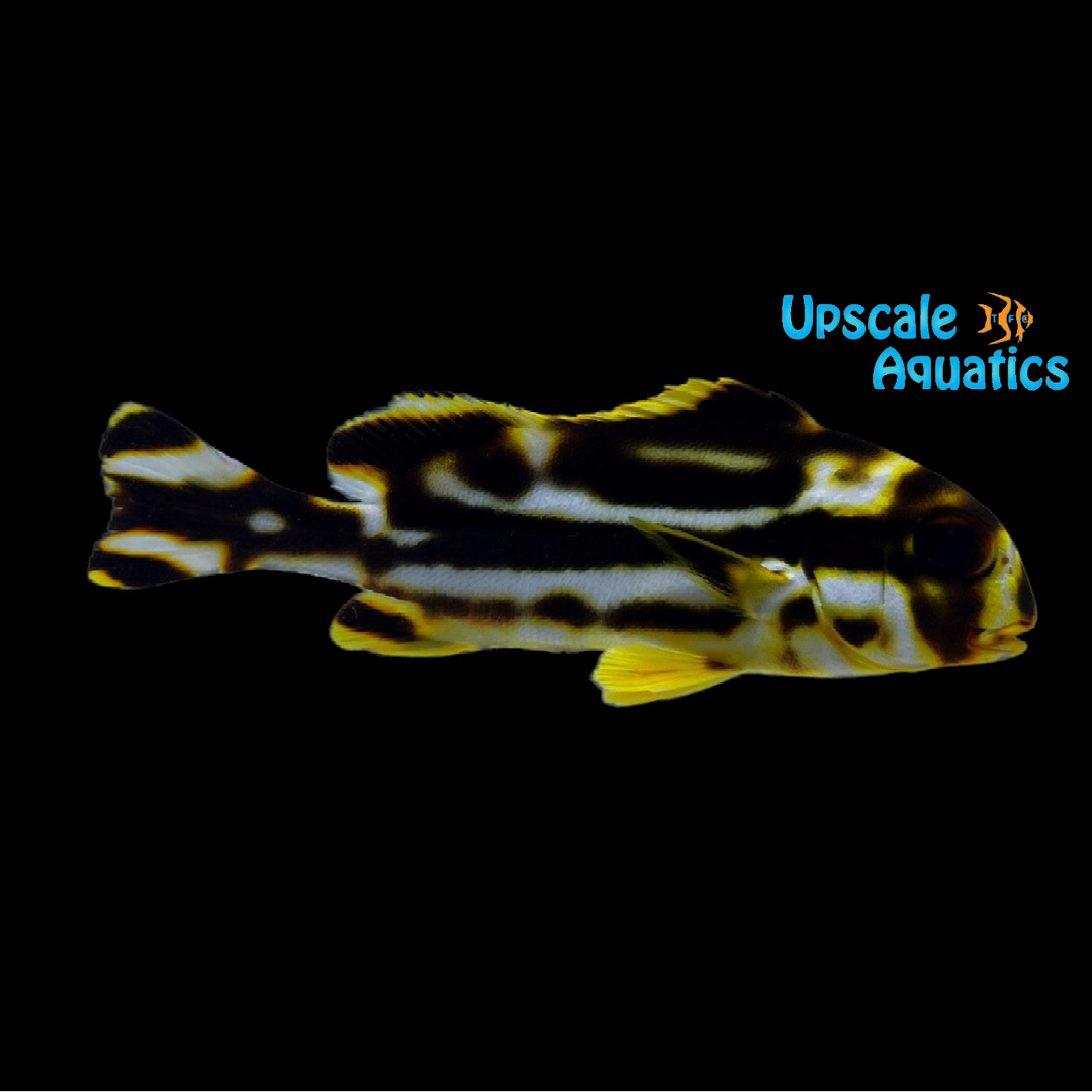 Oriental Sweetlips (Plectorhinchus vittatus)