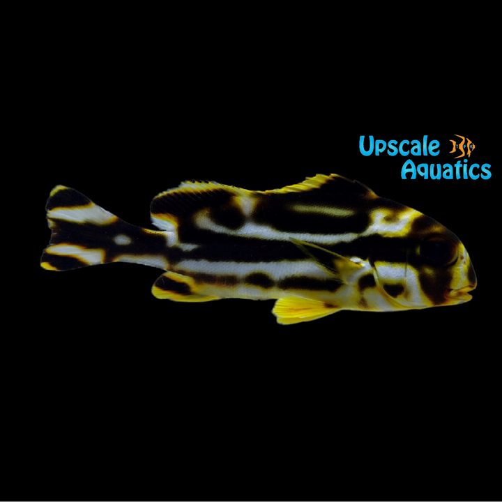Oriental Sweetlips (Plectorhinchus vittatus)