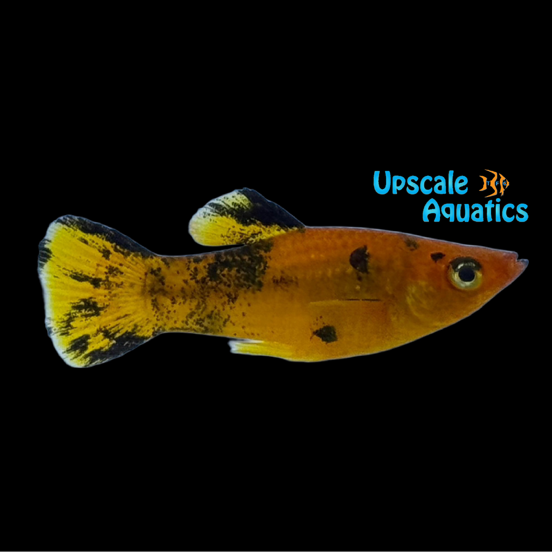 Orange Calico Molly (Poecilia sphenops)