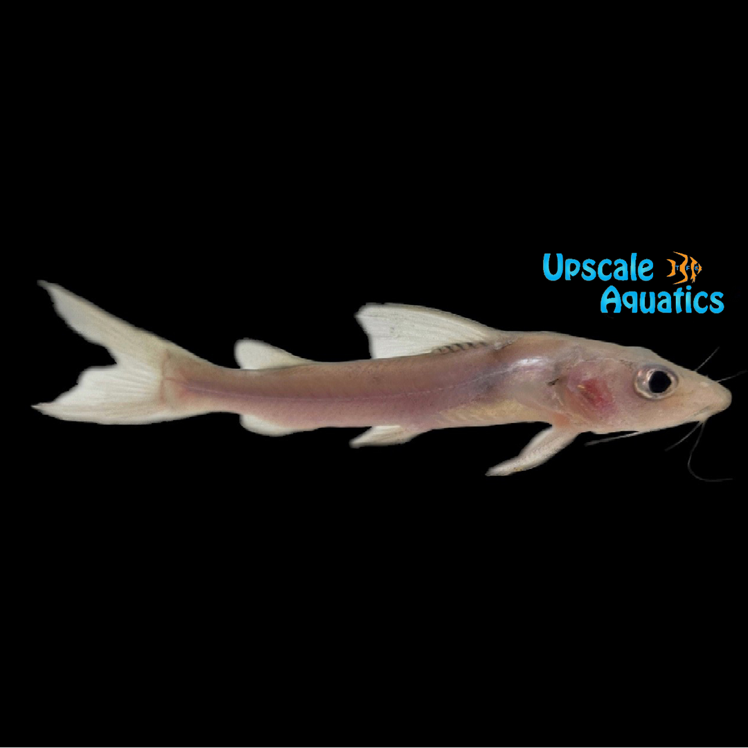 African Bigeye Catfish (Chrysichthys longipinnis)
