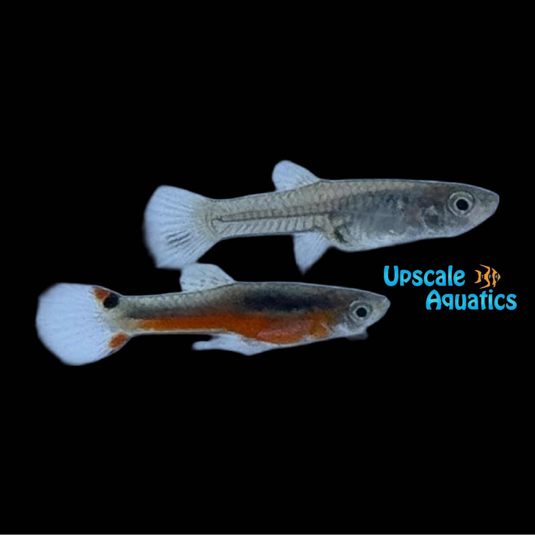 Santa Maria Endler's Livebearer (Poecilia wingei)