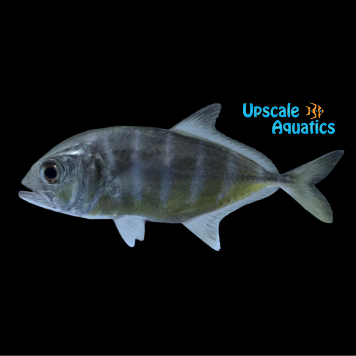 Giant Trevally (Caranx ignobilis)