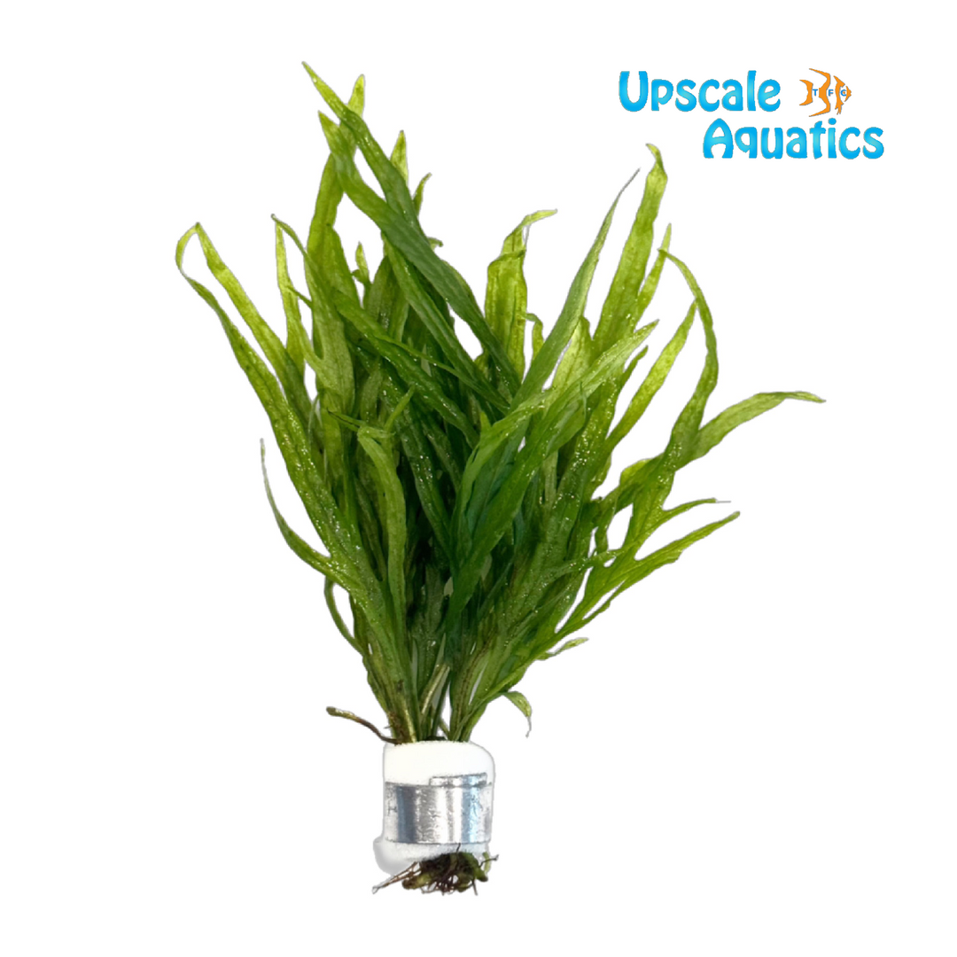 Mini Trident Java Fern (Microsorum pteropus mini trident)