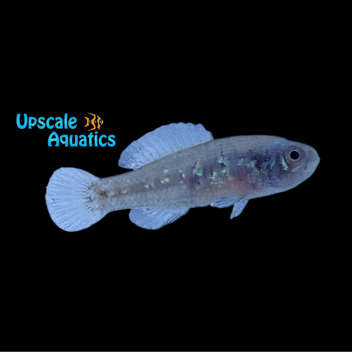 Everglades Pygmy Sunfish (Elassoma evergladei)