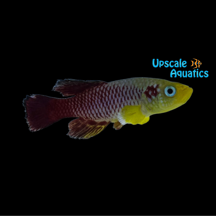 Guenther's Killifish (Nothobranchius guentheri)
