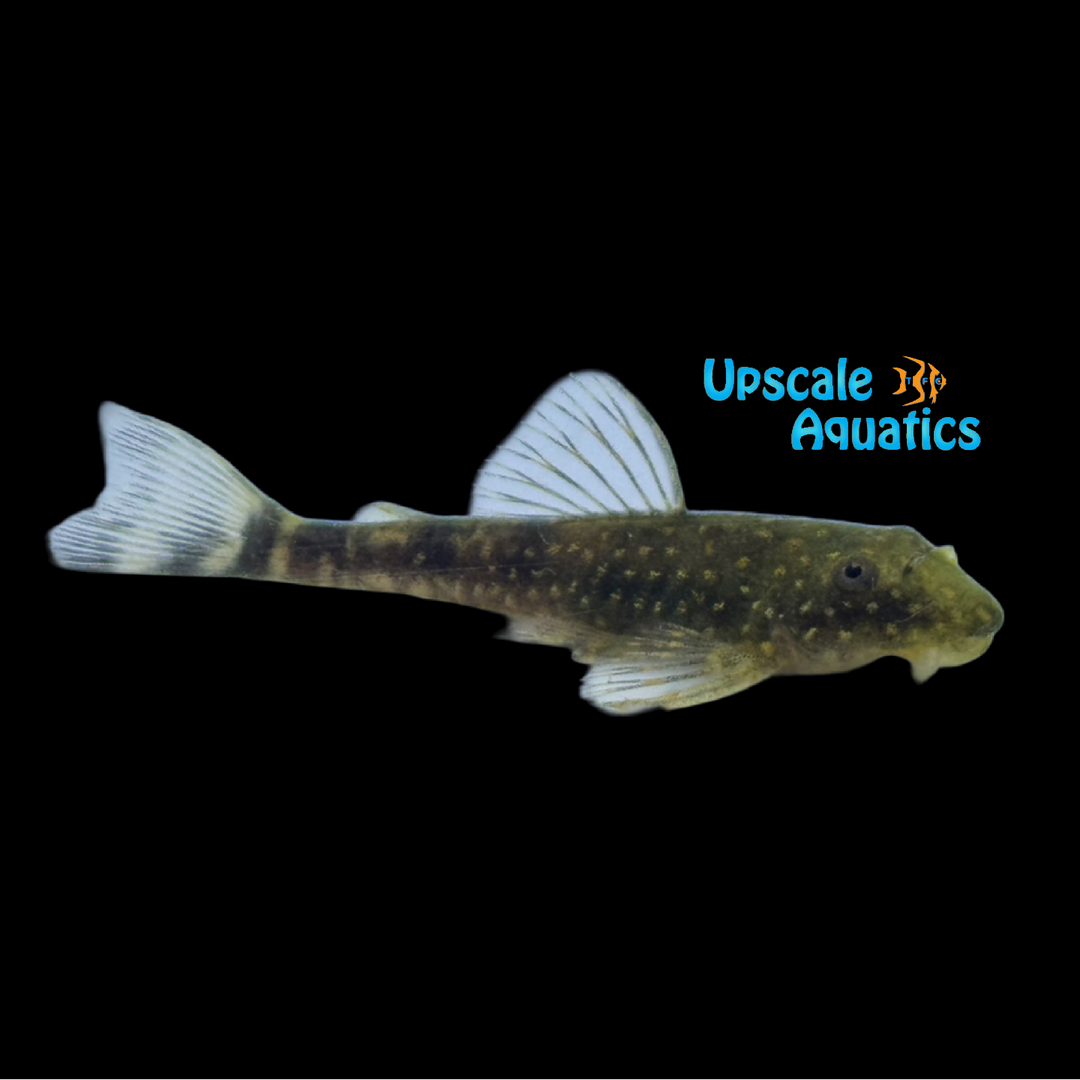 Gold Spotted Otocinclus (Parotocinclus spilosoma)