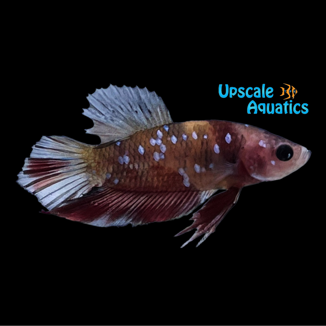 Koi Galaxy Plakat Betta - Male (Betta splendens)