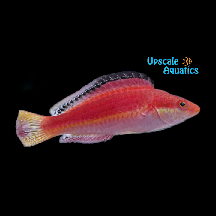 Conde's Fairy Wrasse (Cirrhilabrus condei)