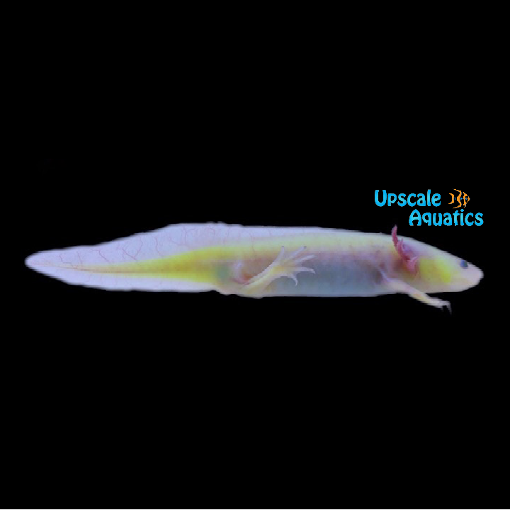 GFP Leucistic Axolotl (Ambystoma mexicanum)