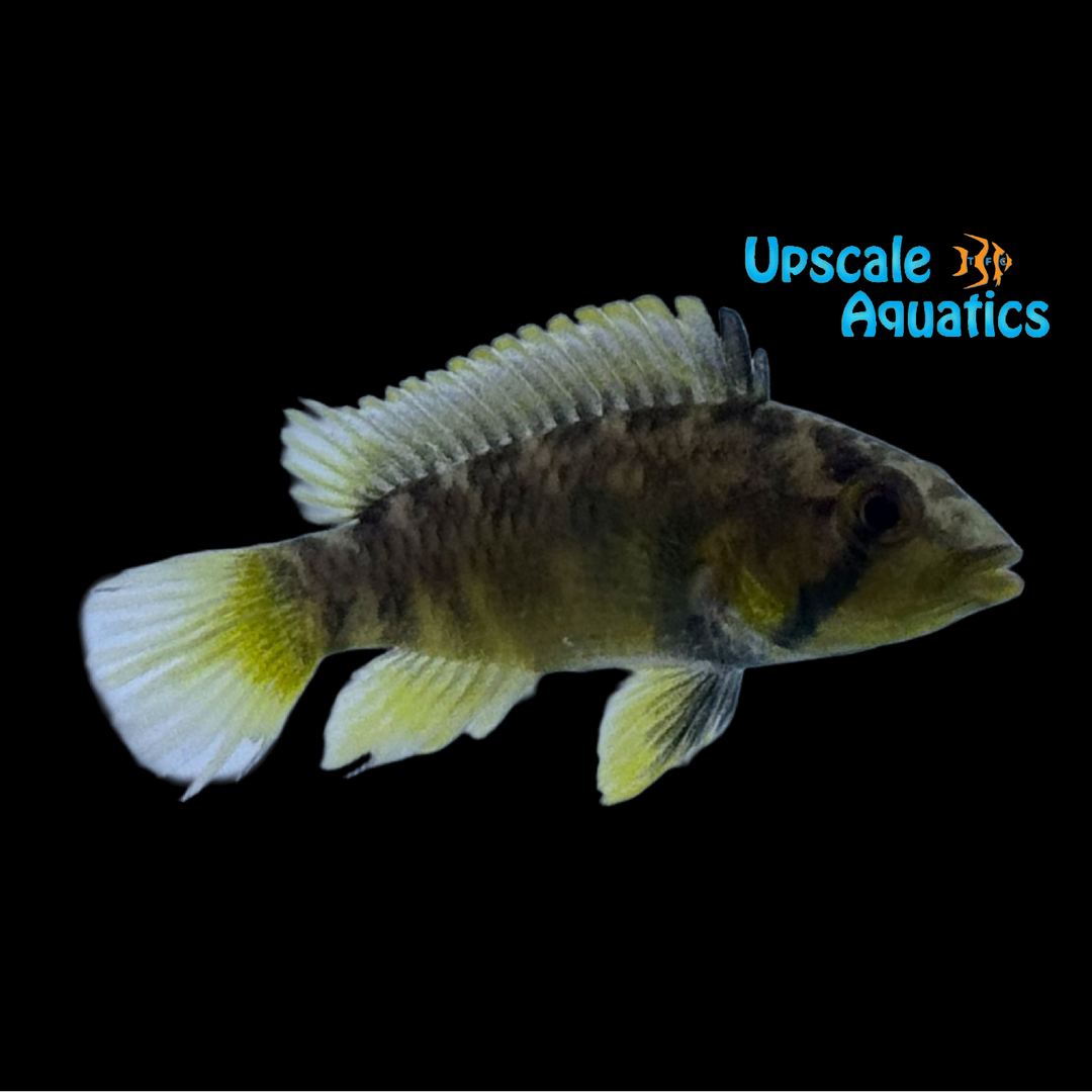 Apisto. Barlowi (Apistogramma barlowi)
