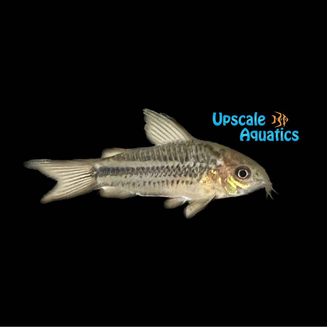 Napoensis Cory (Corydoras napoensis)