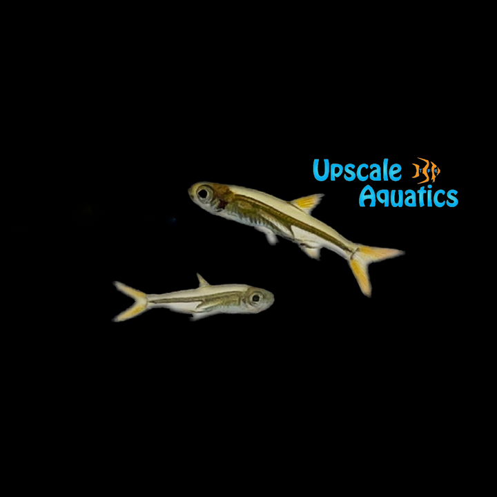 Jelly Bean Tetra (Ladigesia roloffi)