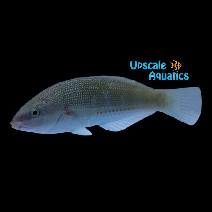 Three Line Wrasse (Stethojulis trilineata)