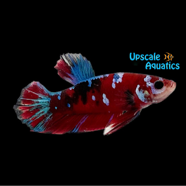 Koi Plakat Betta - Male (Betta splendens)