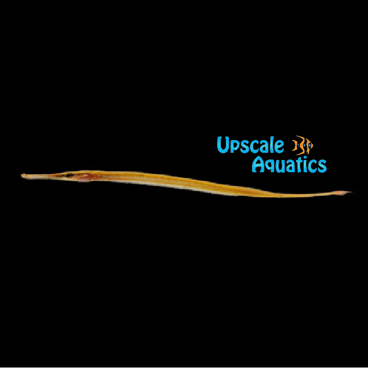 Longsnouted Freshwater Pipefish (Doryichthys martensii)