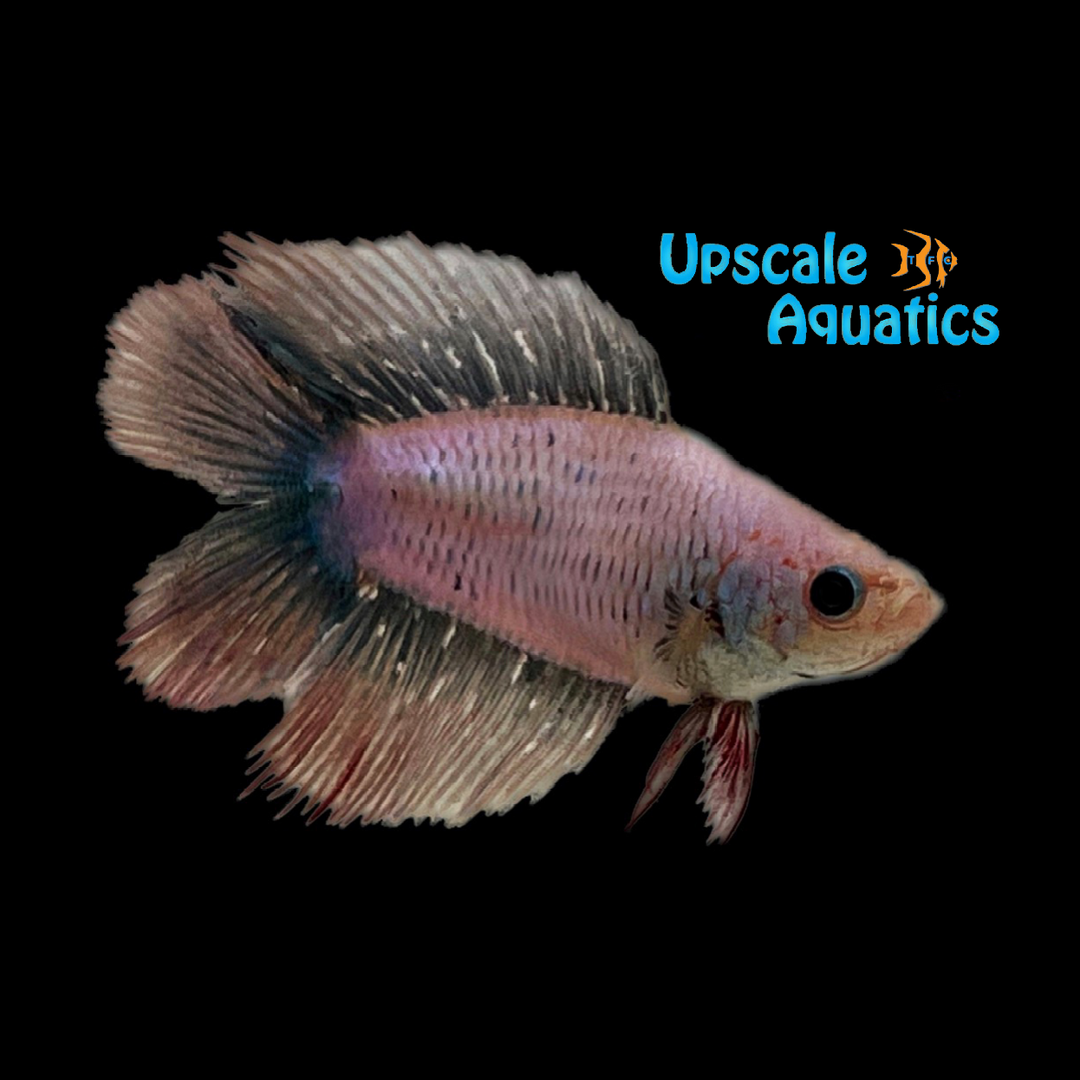 Twintail Halfmoon Betta - Female (Betta splendens)
