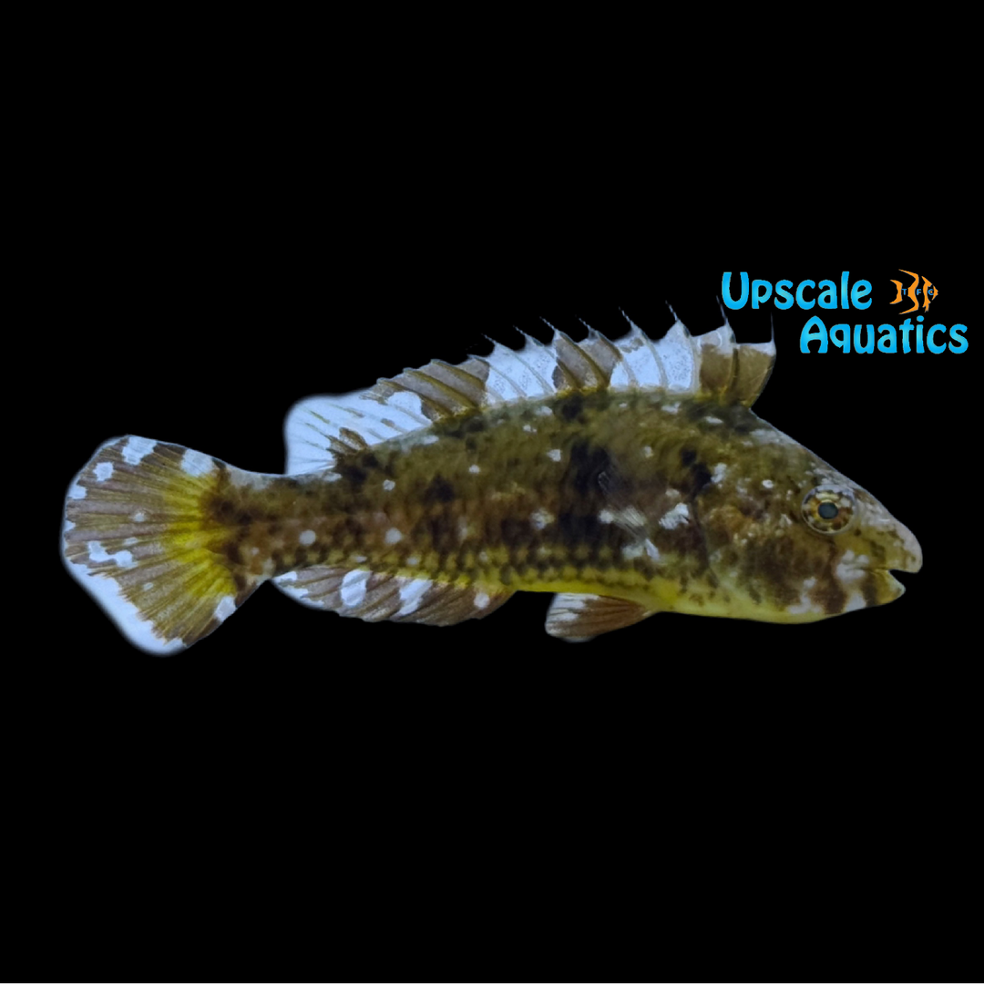 Loosetooth Parrotfish (Nicholsina denticulata)