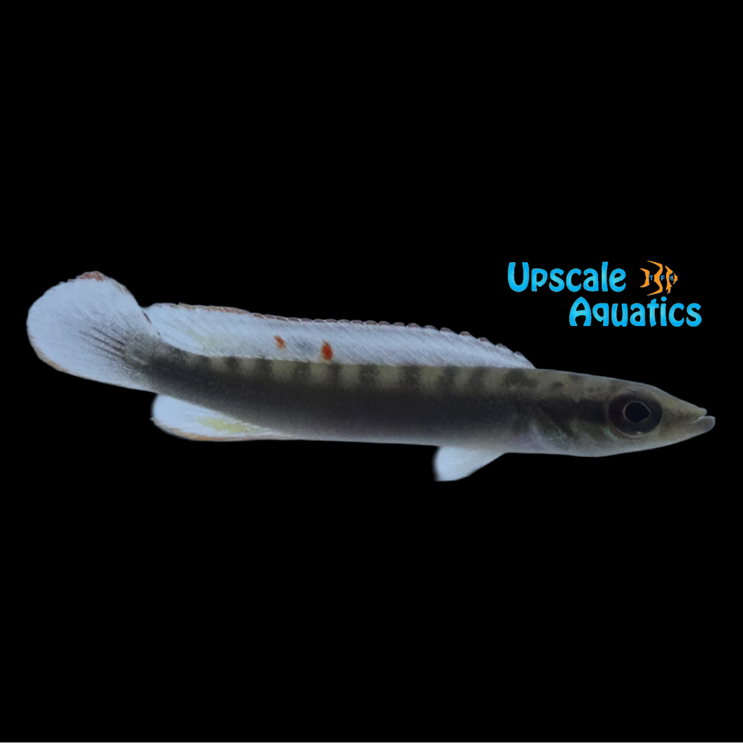 Orinoco Dwarf Pike Cichlid (Wallaciia sp. Orinoco)