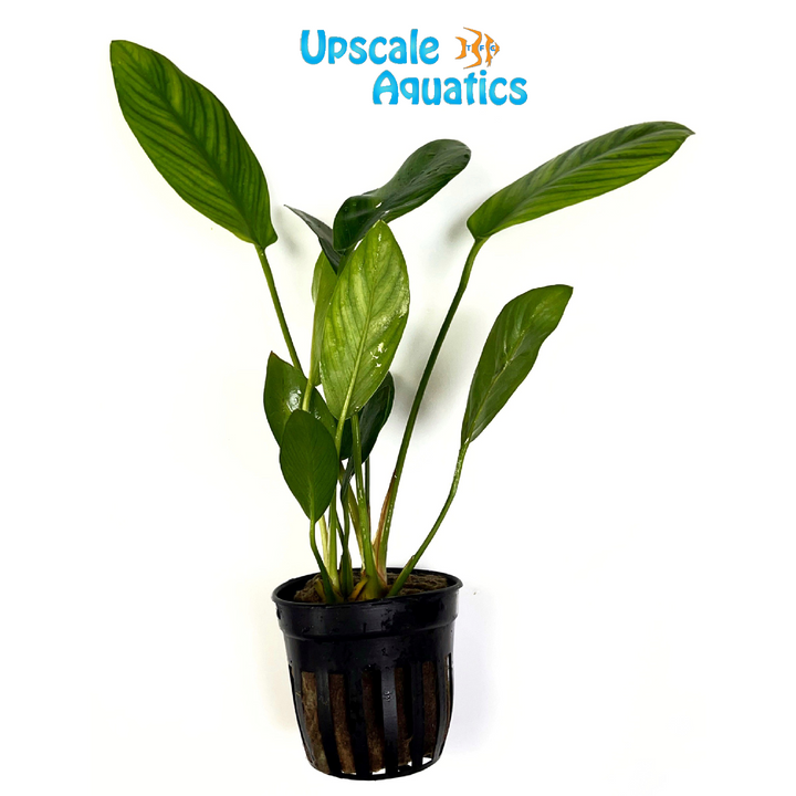Hastifolia Anubias (Anubias hastifolia)