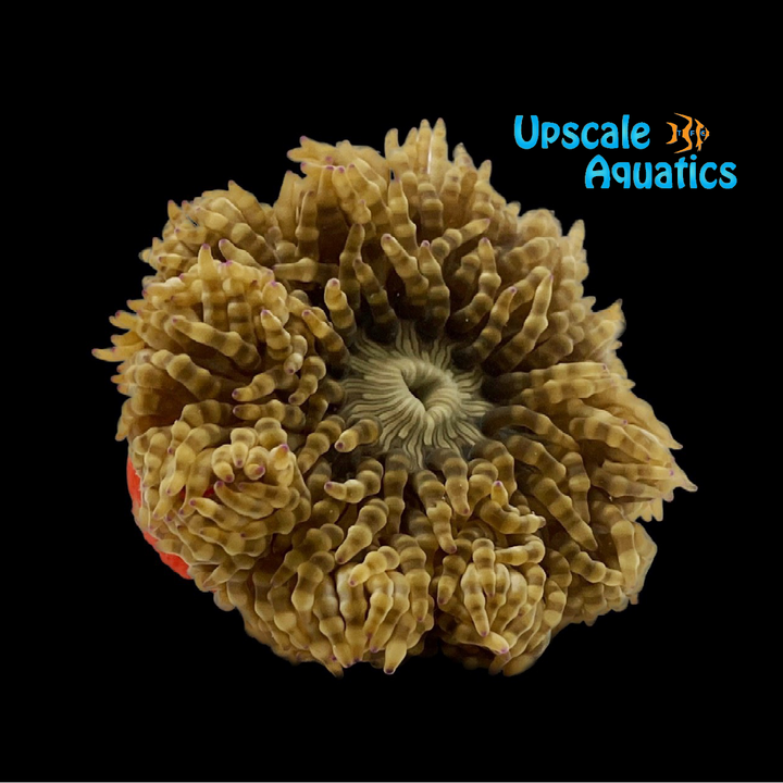 Beaded Mat Anemone (Heteractis aurora)