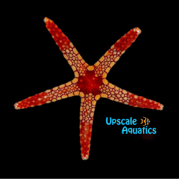 Elegant Sea Star (Fromia nodosa)