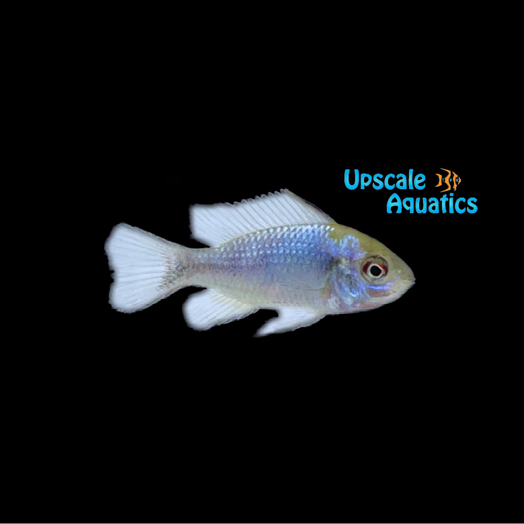 Electric Blue Ram (Mikrogeophagus ramirezi electric blue)