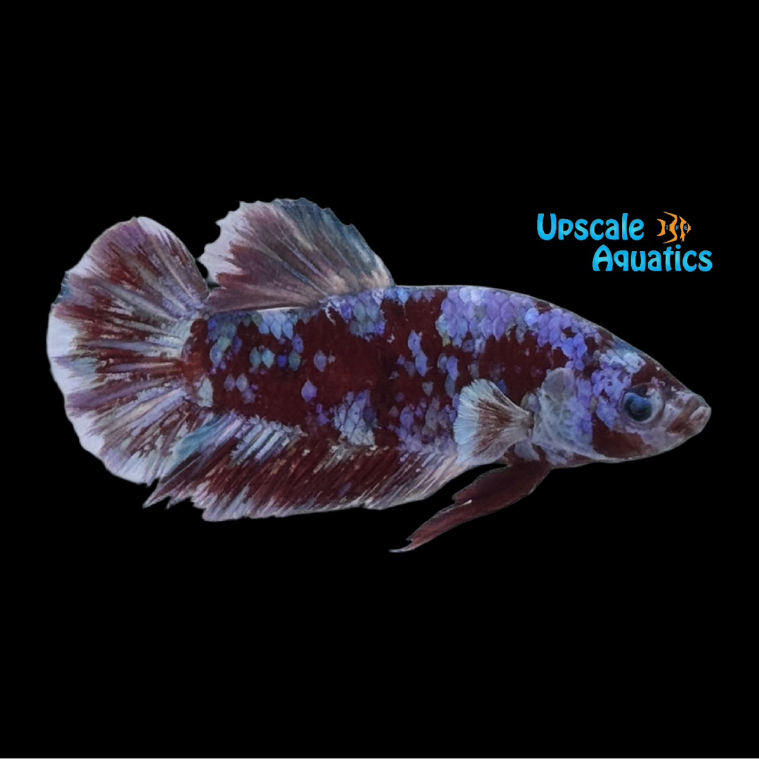 Barongsai Plakat Betta - Male (Betta splendens)