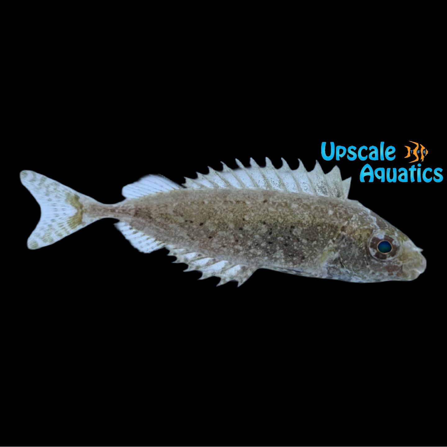 Pinspotted Spinefoot Rabbitfish (Siganus fuscescens) – Upscale Aquatics