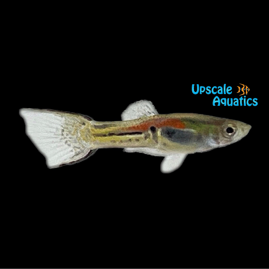 Leopard Endler's Livebearer (Poecilia wingei)
