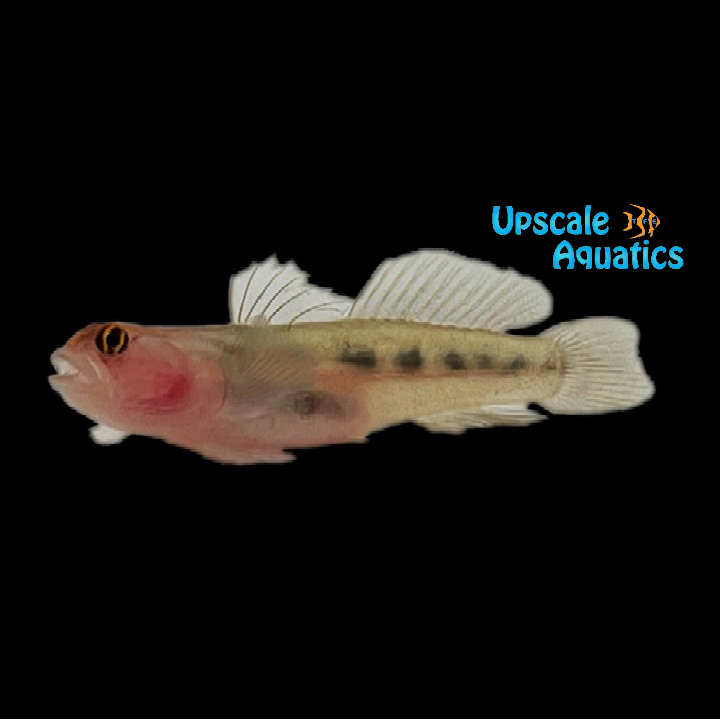 Red Head Goby - Captive Bred (Elacatinus puncticulatus)