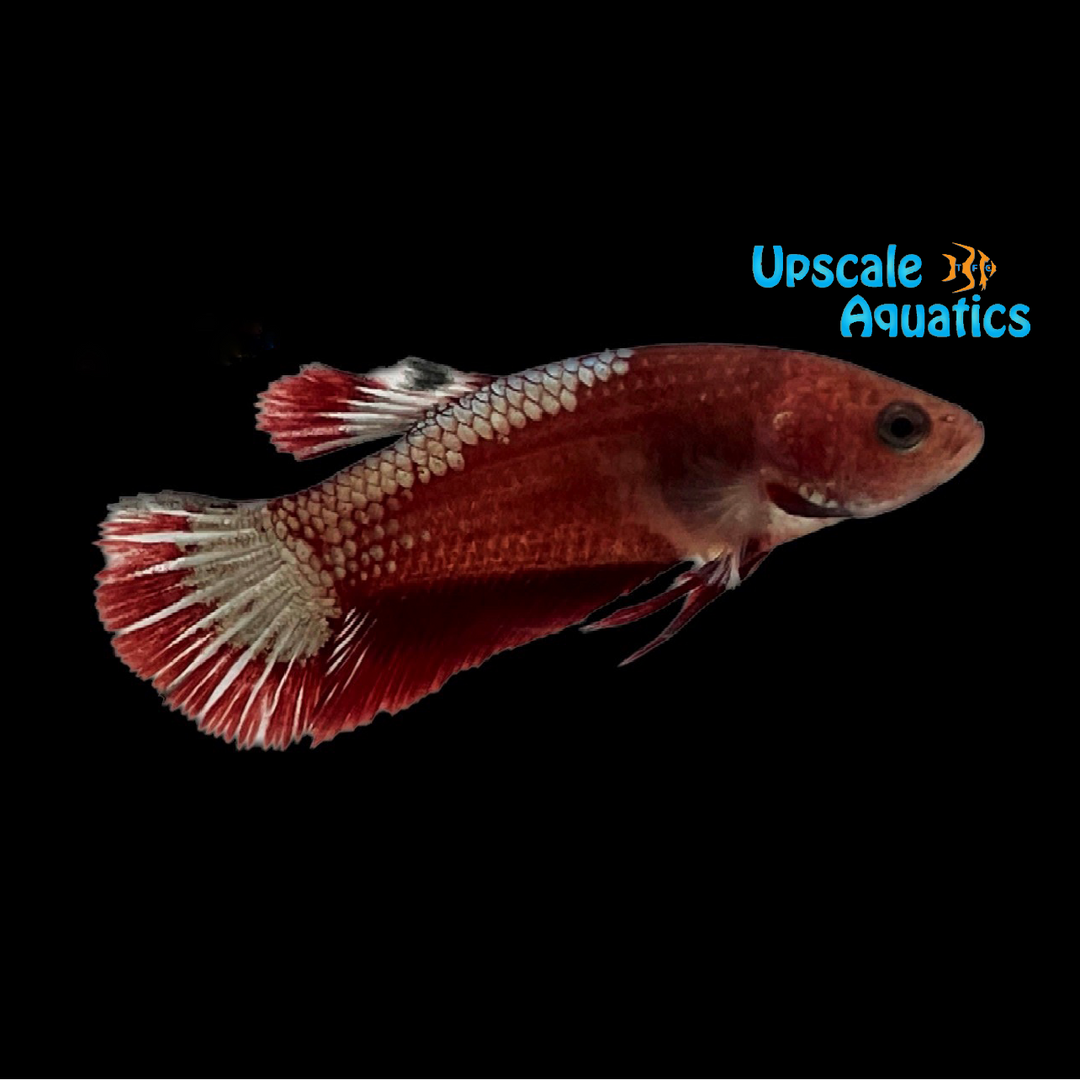Hellboy Plakat Betta - Female (Betta splendens)