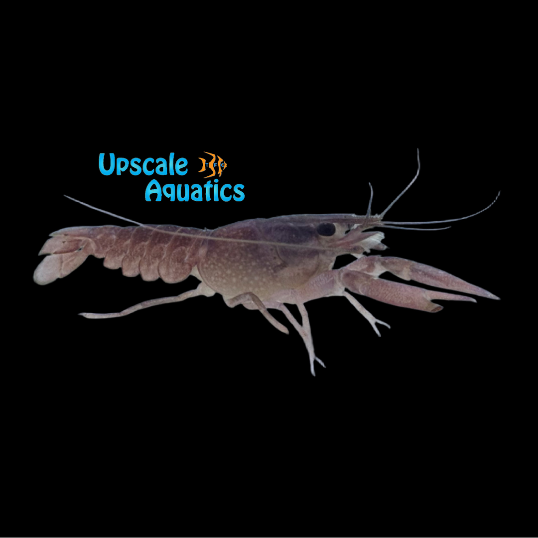 Mauve Lobster (Procambarus alleni)