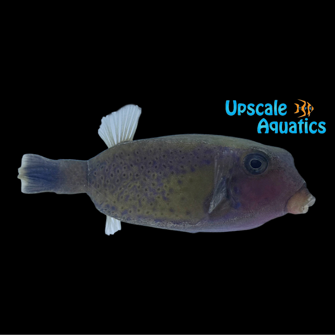 Arabian Boxfish (Ostracion cyanurus)