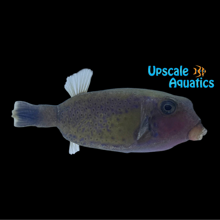 Arabian Boxfish (Ostracion cyanurus)
