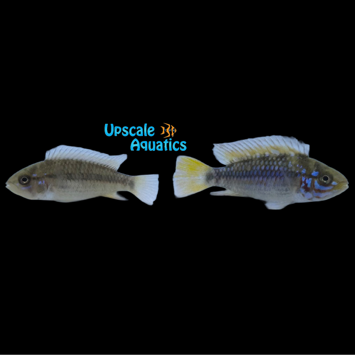 Apisto. Ortegai 'Pebas' (Apistogramma sp. ortegai 'Pebas')