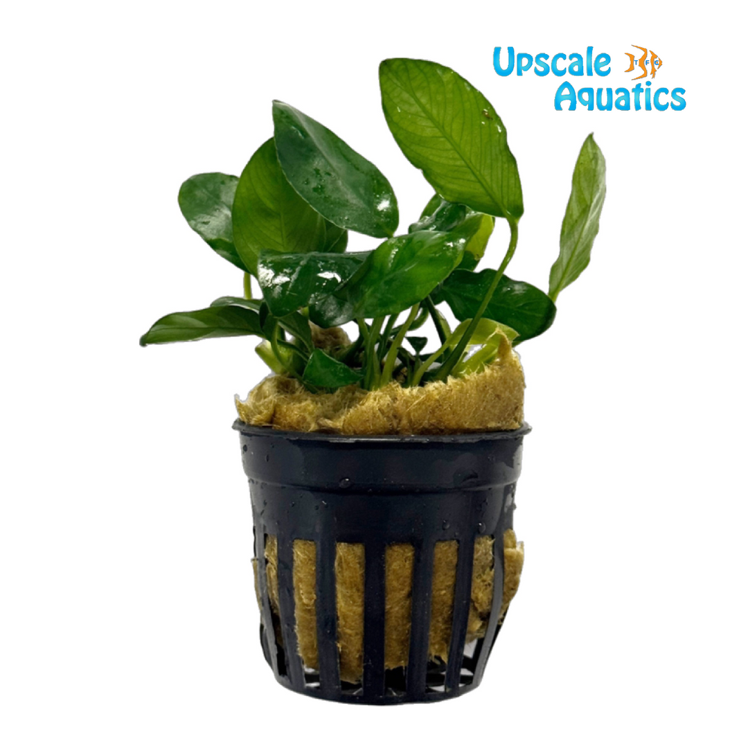 Paxing Anubias (Anubias barteri var. nana 'paxing')