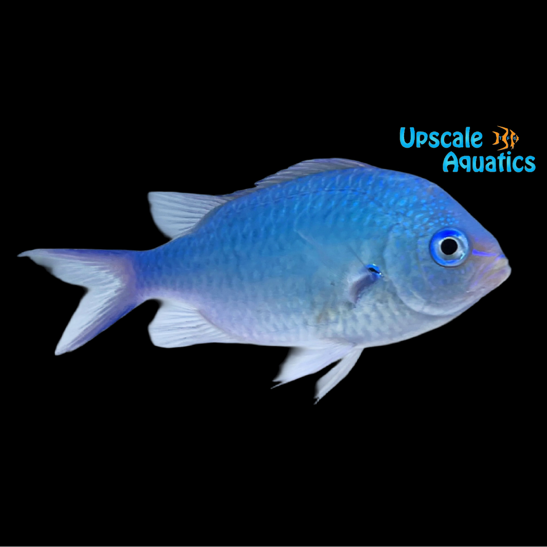 Black Axil Chromis (Chromis atripectoralis)