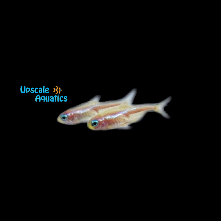Gold Blue Eye Neon Tetra (Paracheirodon innesi)