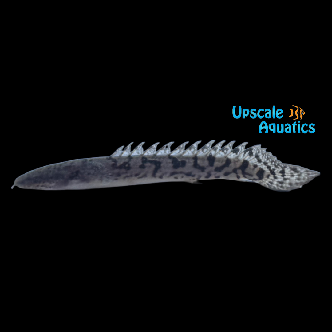 Delhezi Bichir - Captive Bred (Polypterus delhezi)